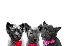 Dame Kenny-Ben 's Cover Photo