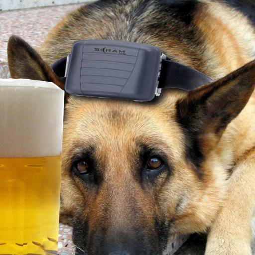 drugged dog by Michael Birch