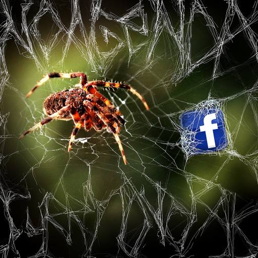 Dear Spider by Riday