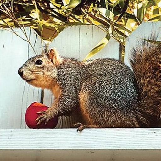 Plums . . . by Sir Nussbaum