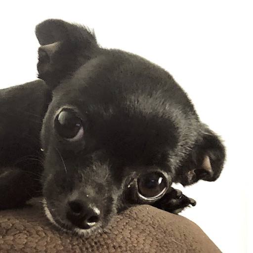 Sad Puppy by Michael Jed